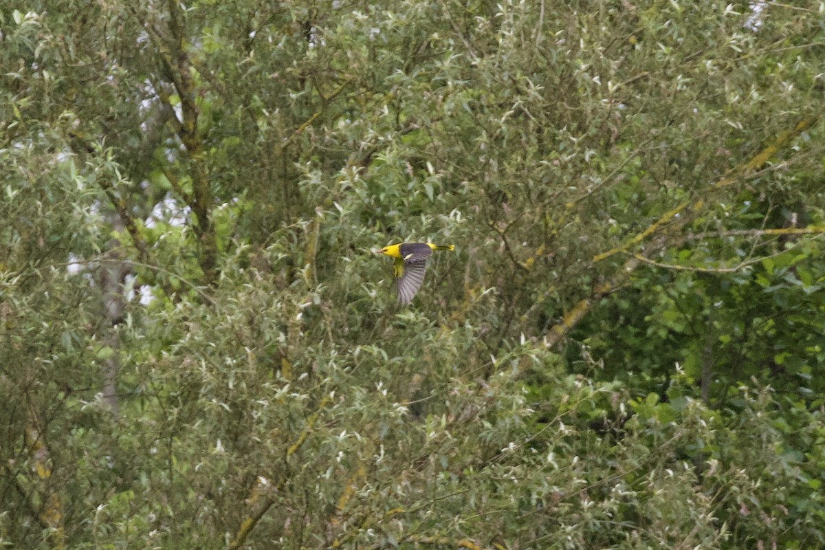 Eurasian Golden Oriole - Thomas Doebel