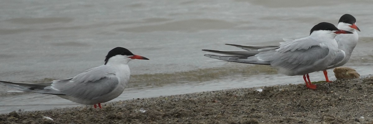 Common Tern - John McCallister