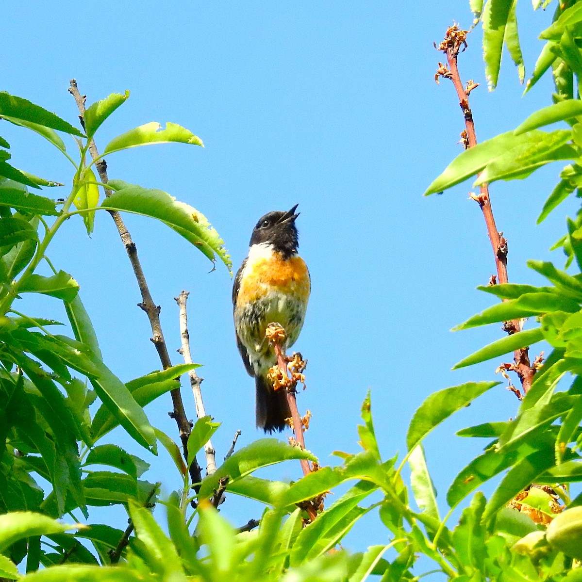 European Stonechat - Fernando T Rico