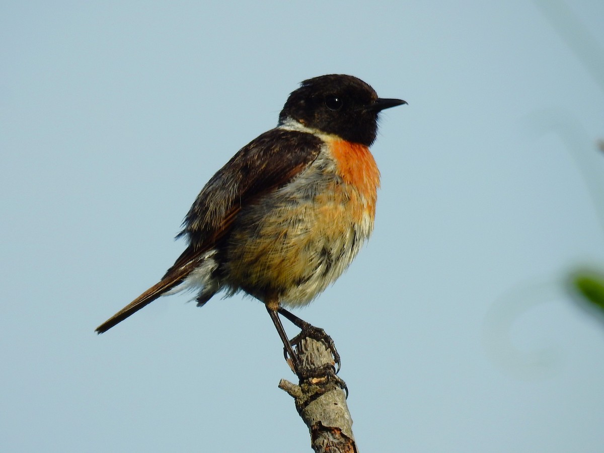 European Stonechat - Fernando T Rico