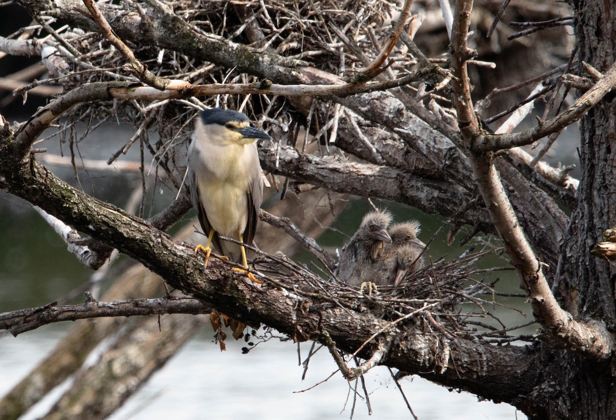 Black-crowned Night Heron - ML619612464