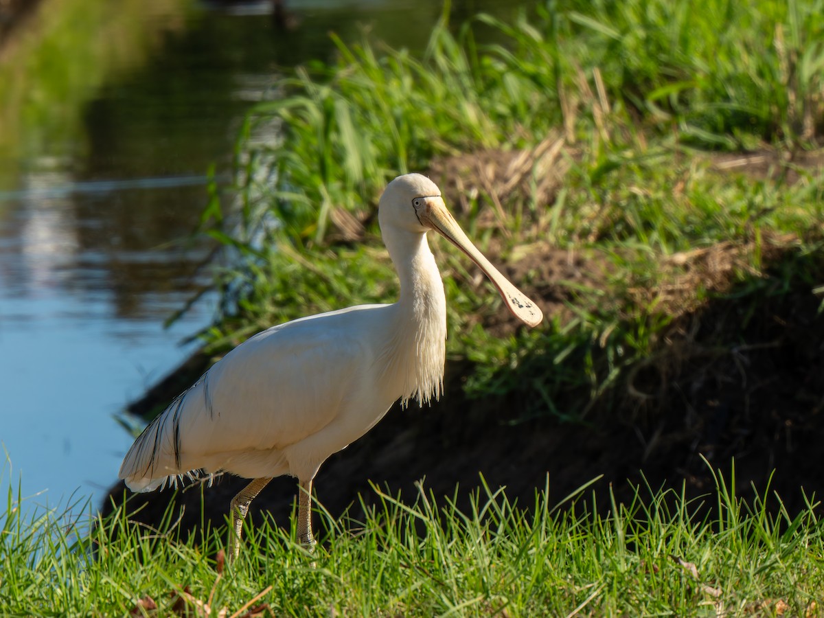 Yellow-billed Spoonbill - Ed Rice