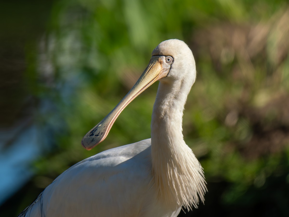 Yellow-billed Spoonbill - Ed Rice