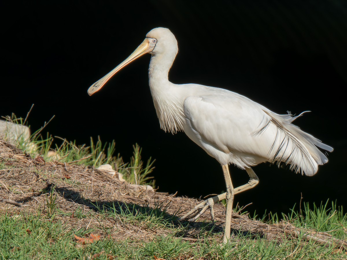 Yellow-billed Spoonbill - Ed Rice