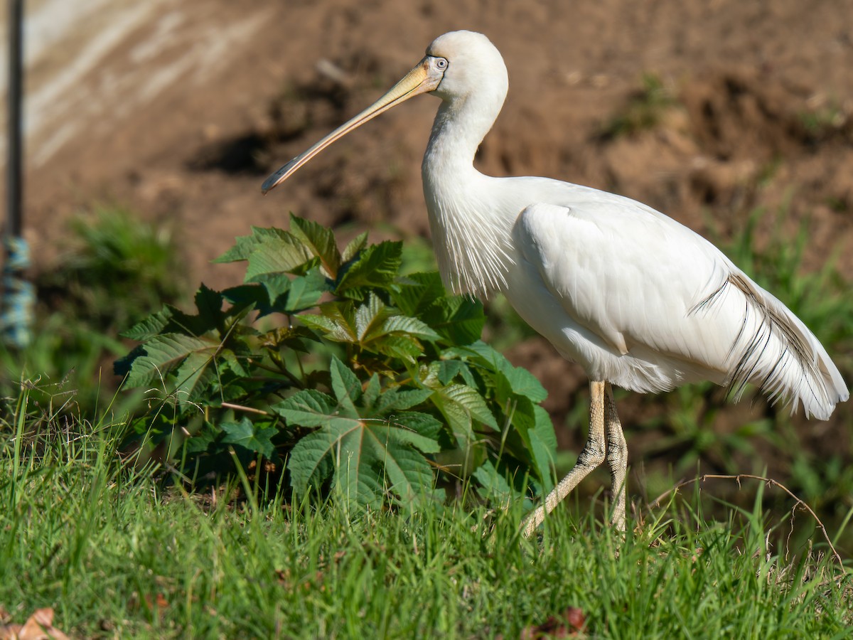 Yellow-billed Spoonbill - Ed Rice