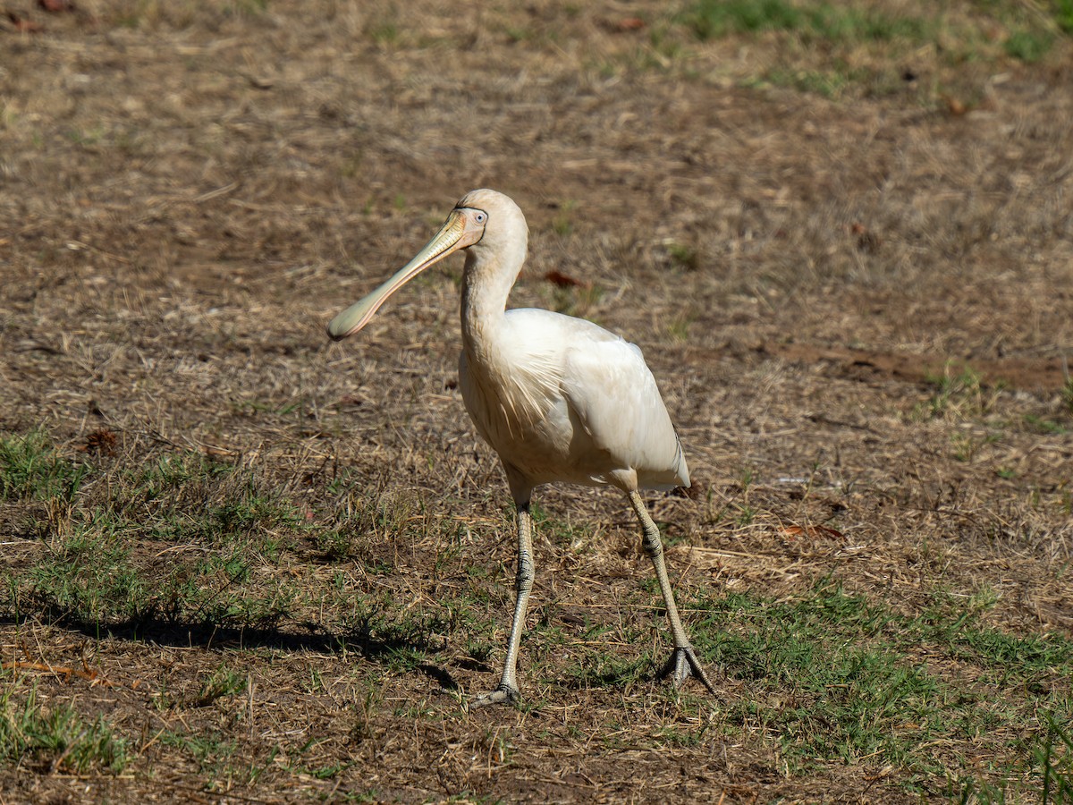 Yellow-billed Spoonbill - Ed Rice