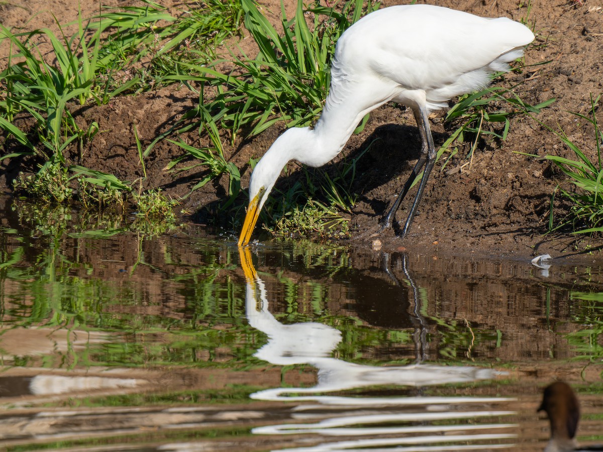 Great Egret - Ed Rice