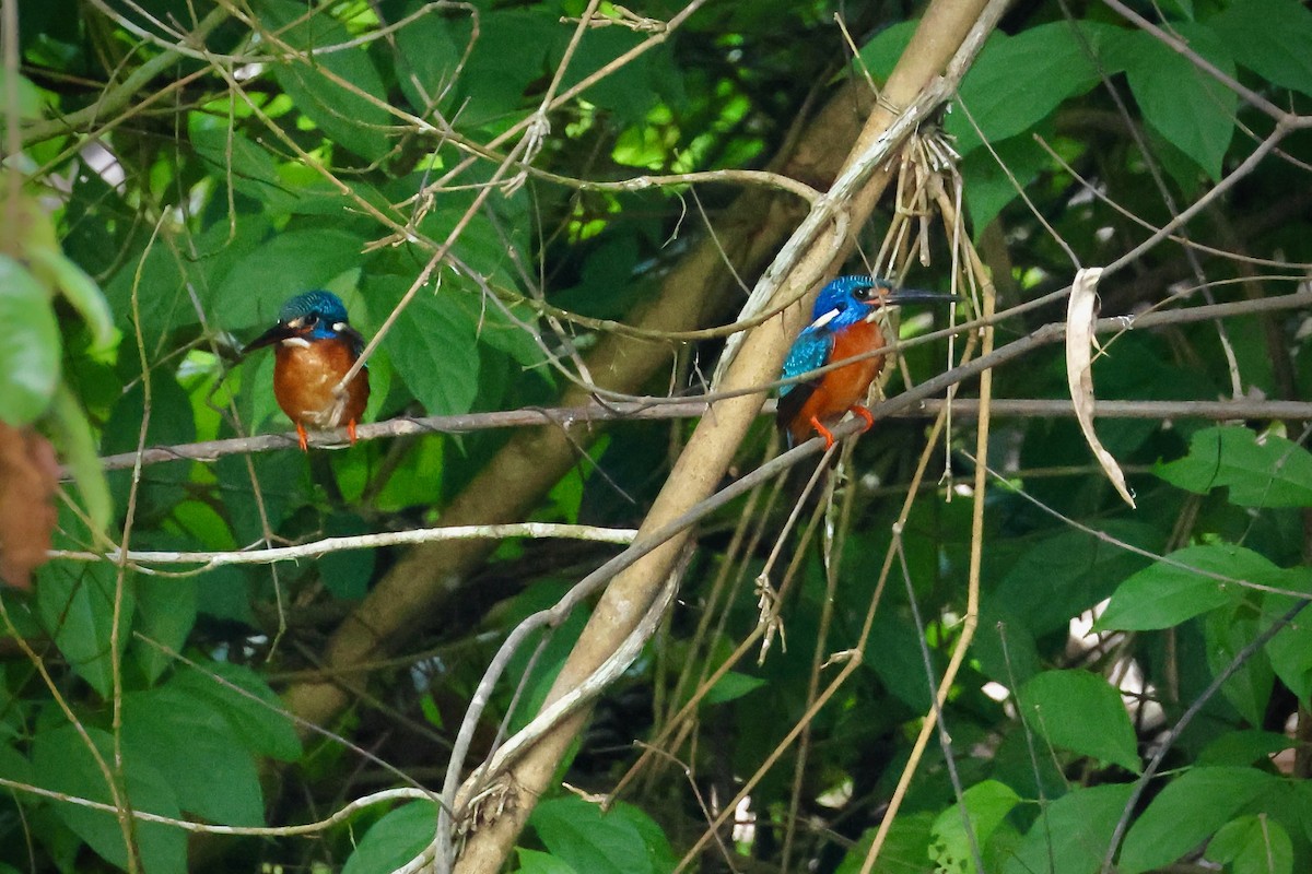 Blue-eared Kingfisher - Joost Foppes