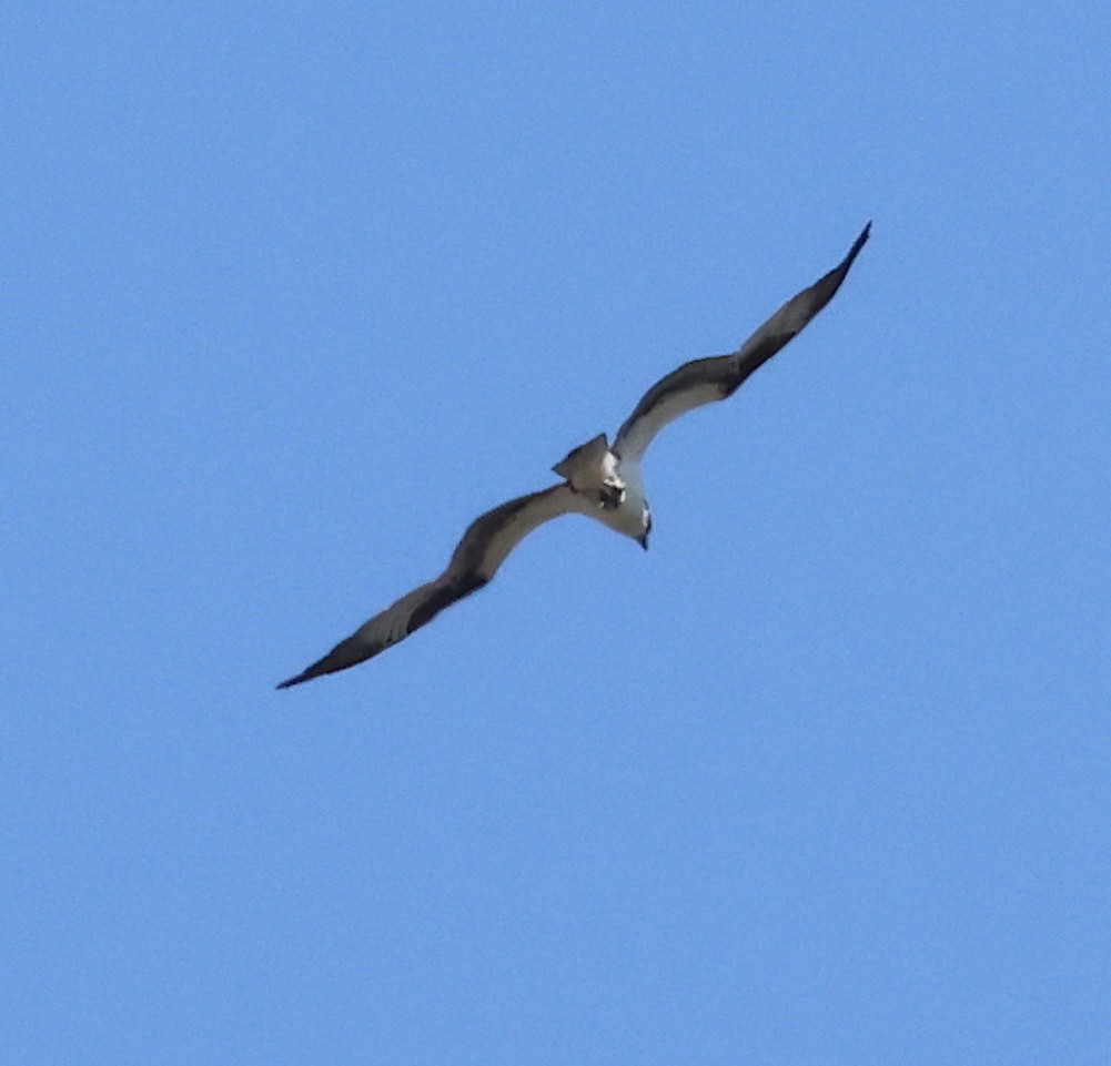 Osprey - Bob Sicolo