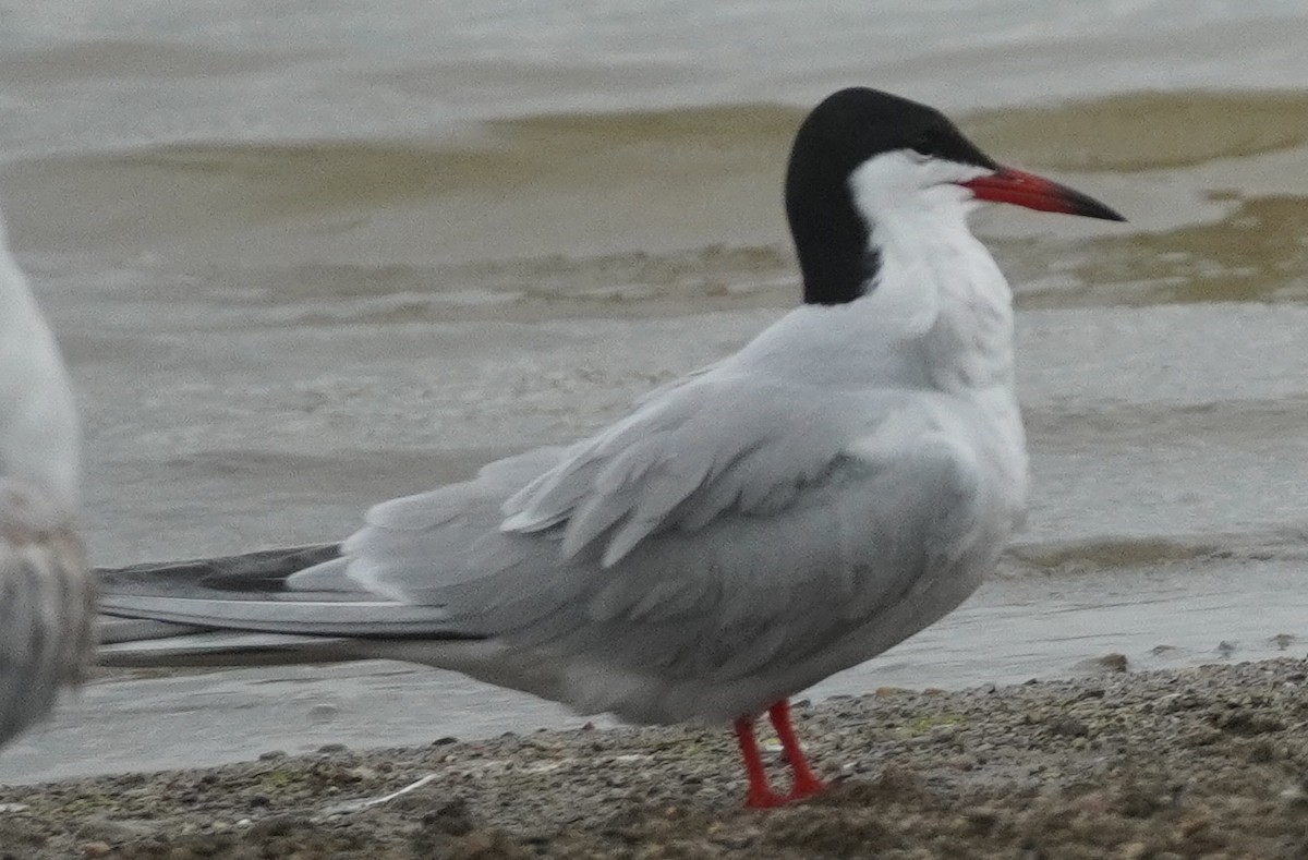 Common Tern - John McCallister