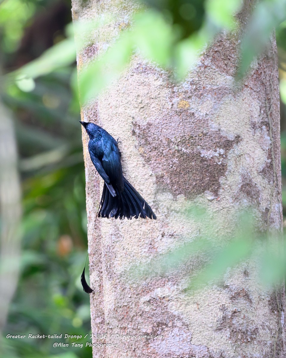 Greater Racket-tailed Drongo - Shyan Chang Tang