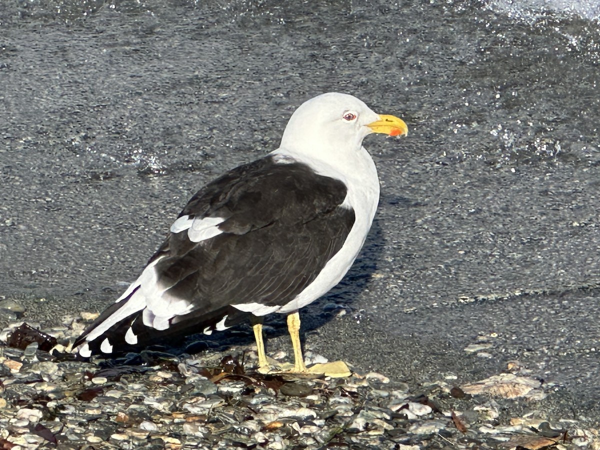 Gaviota Cocinera - ML619612489