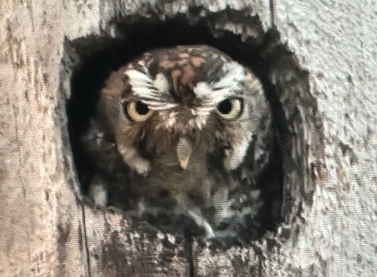 Elf Owl - Laura Wilson