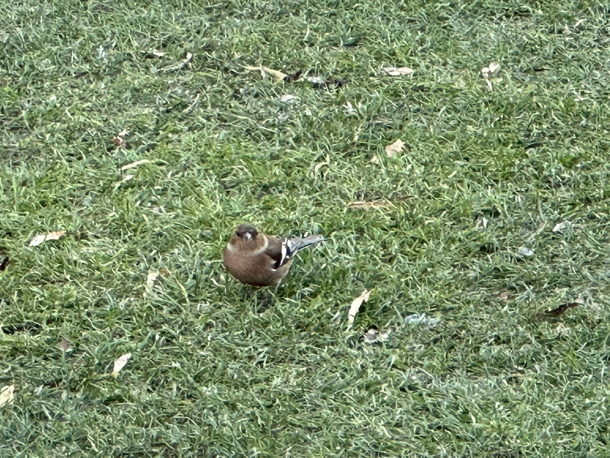 Common Chaffinch - Kurtis Lindsay