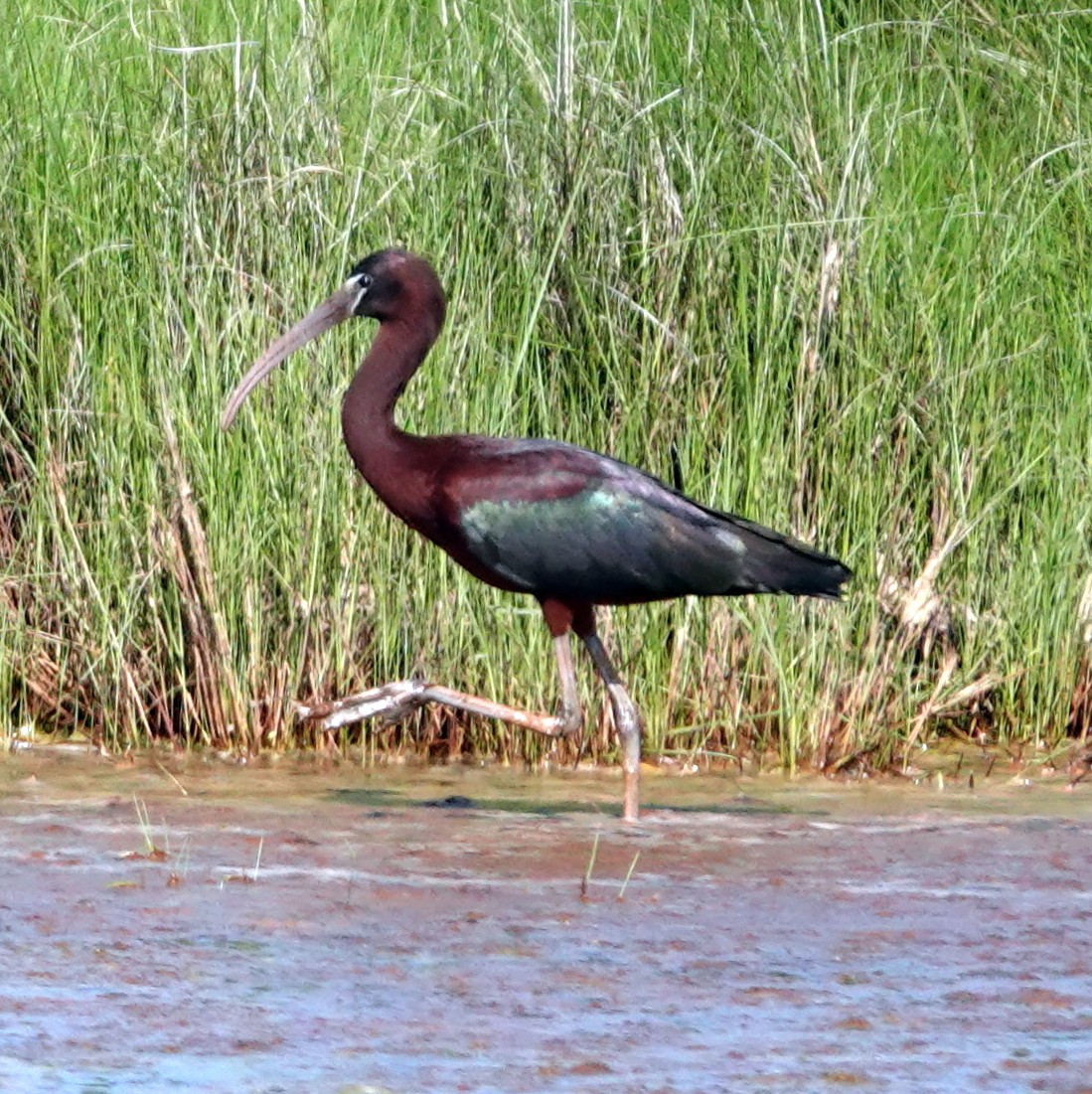 ibis hnědý - ML619612499