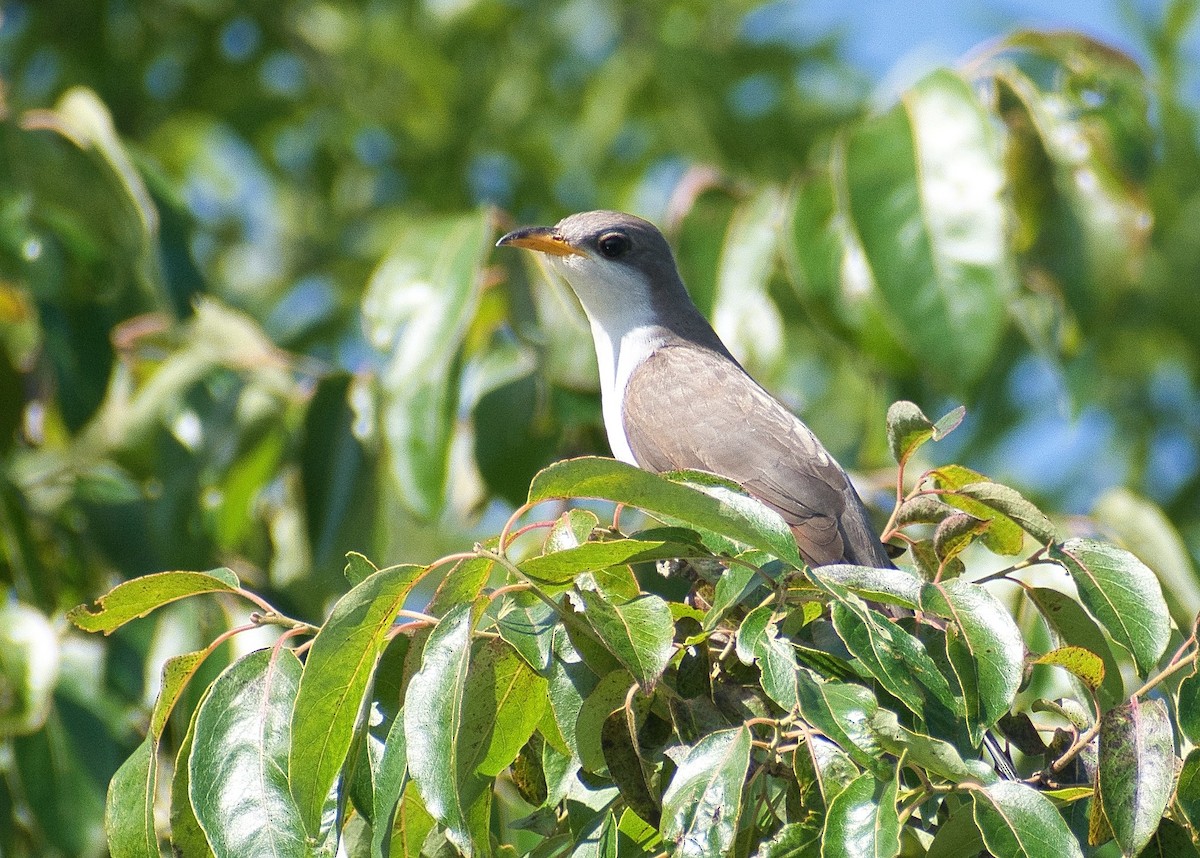 Yellow-billed Cuckoo - ML619612502