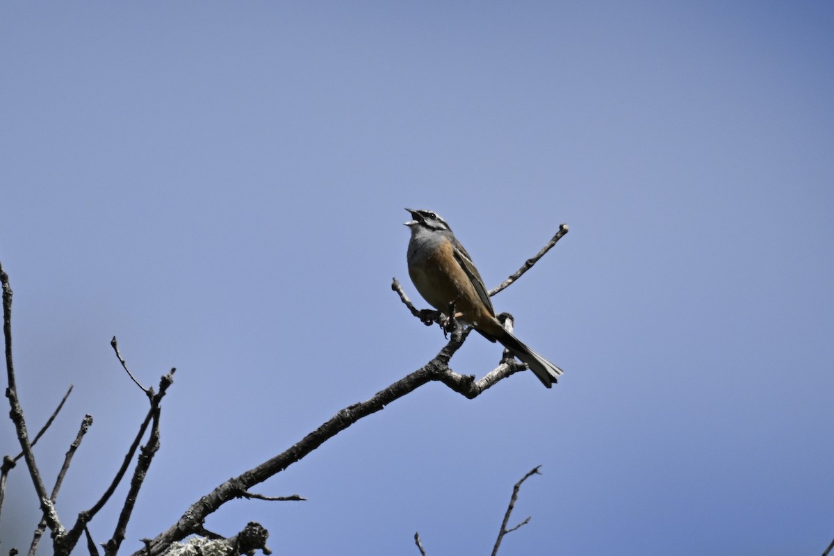 Rock Bunting - Anonymous