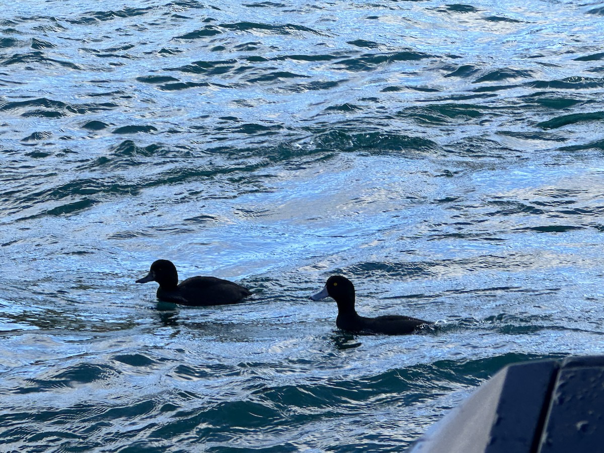 New Zealand Scaup - Kurtis Lindsay