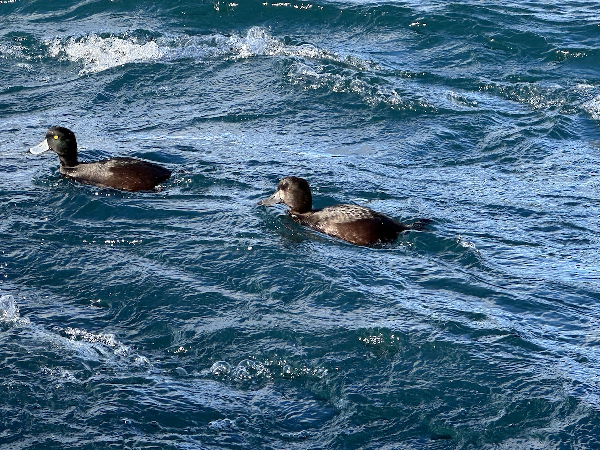 New Zealand Scaup - Kurtis Lindsay