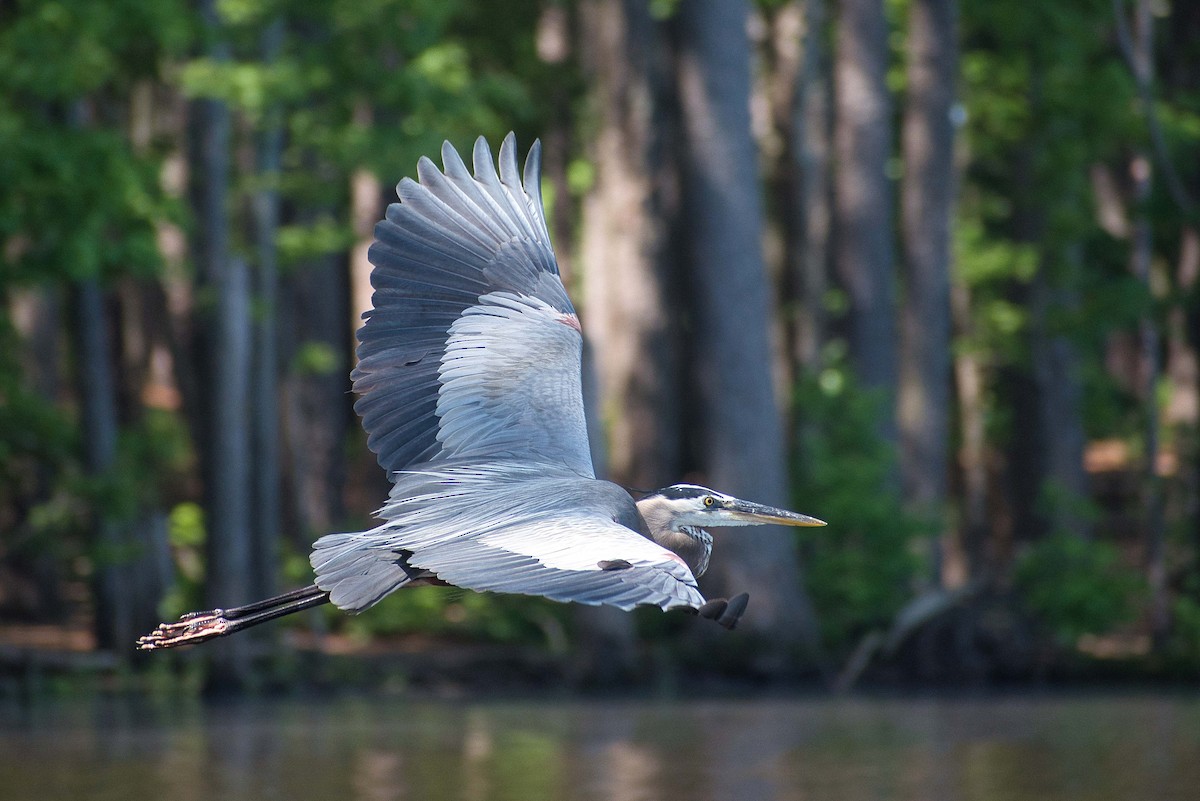 Great Blue Heron - Susan Markham