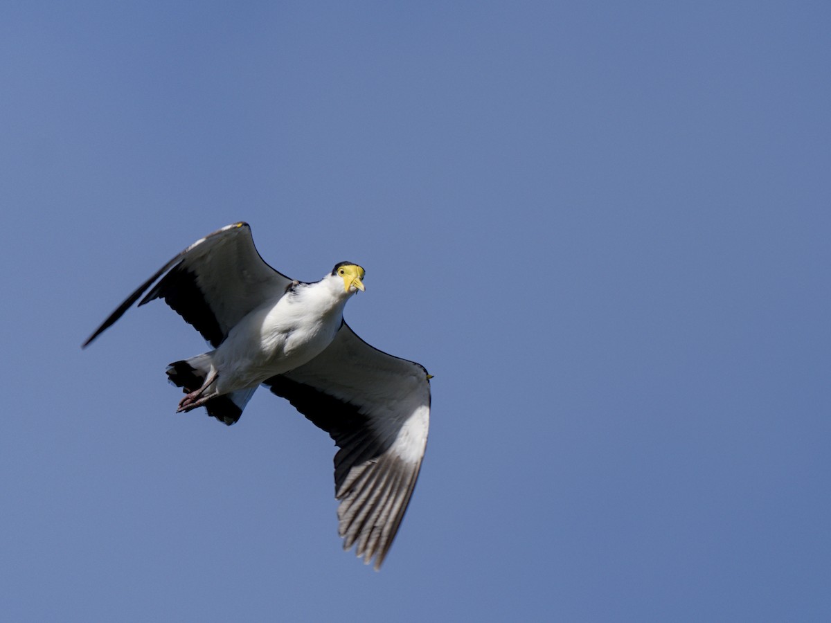 Masked Lapwing - Christopher Tuffley