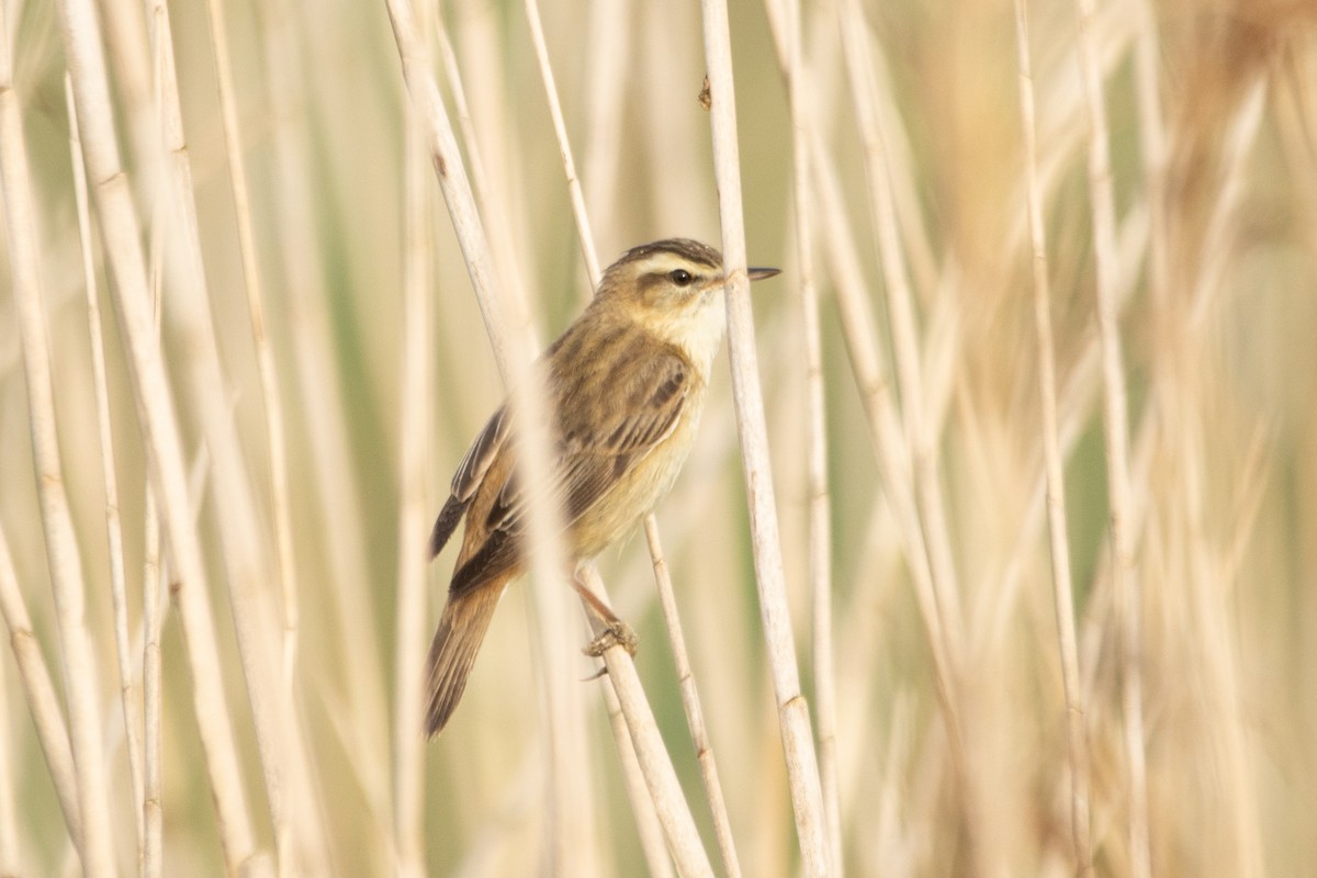 Sedge Warbler - Letty Roedolf Groenenboom