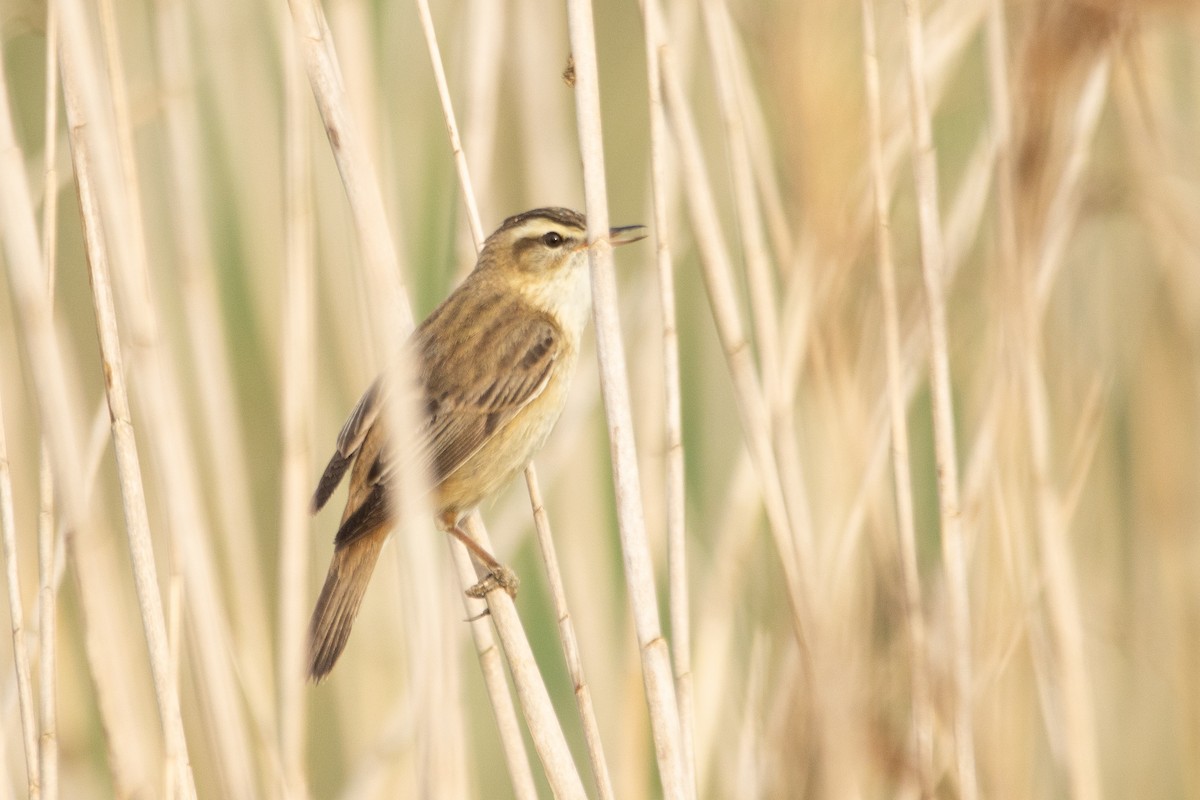 Sedge Warbler - Letty Roedolf Groenenboom