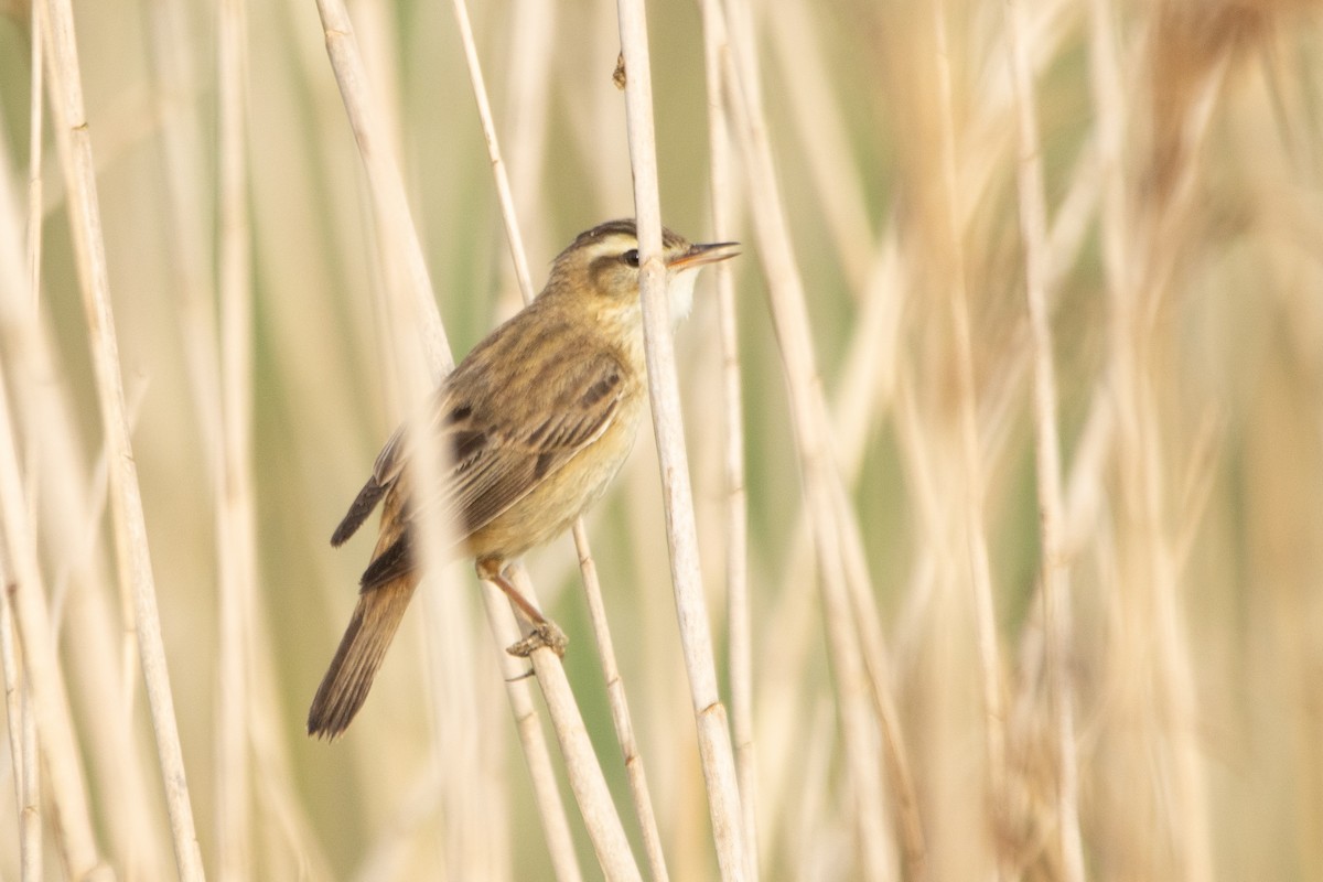 Sedge Warbler - Letty Roedolf Groenenboom