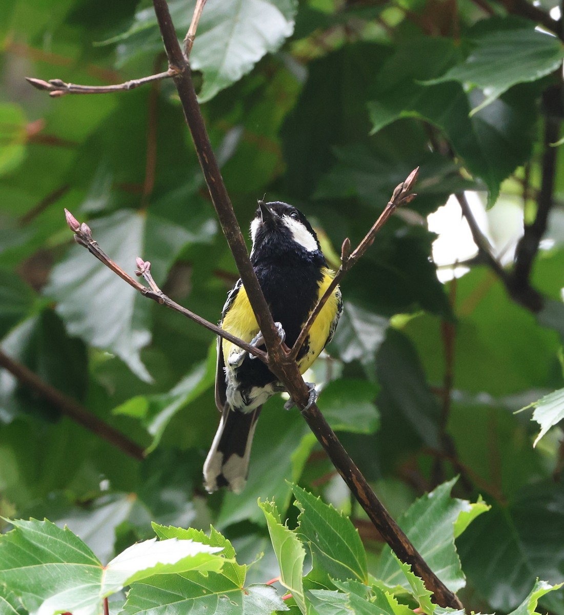 Green-backed Tit - Simon Pinder