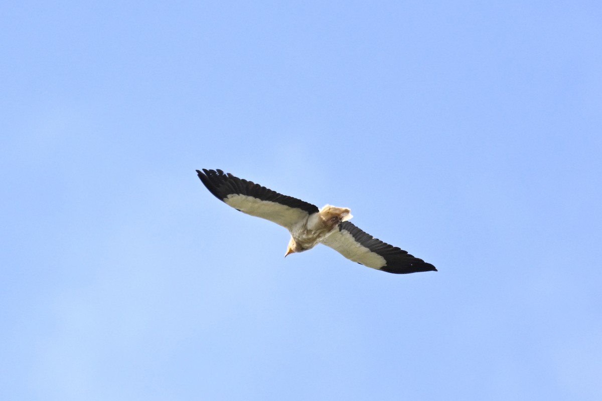Egyptian Vulture - Anonymous