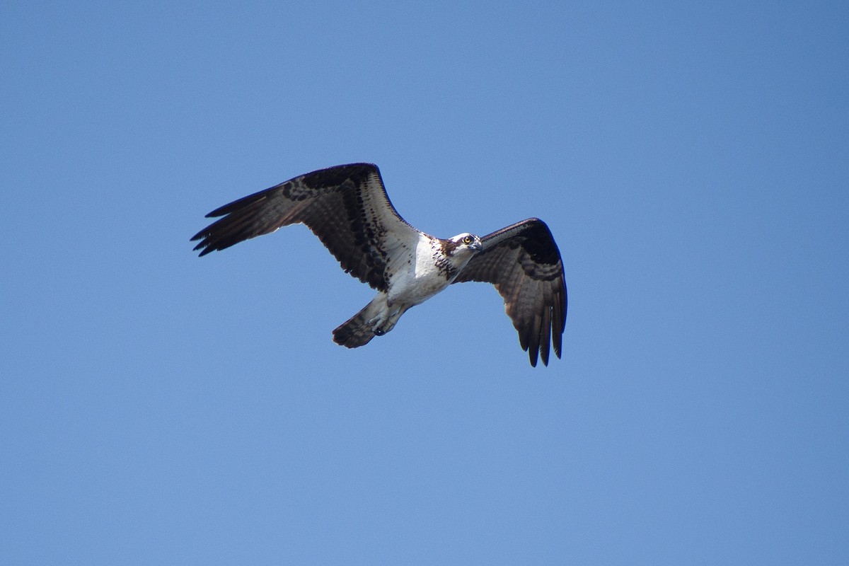 Osprey - Susan Markham