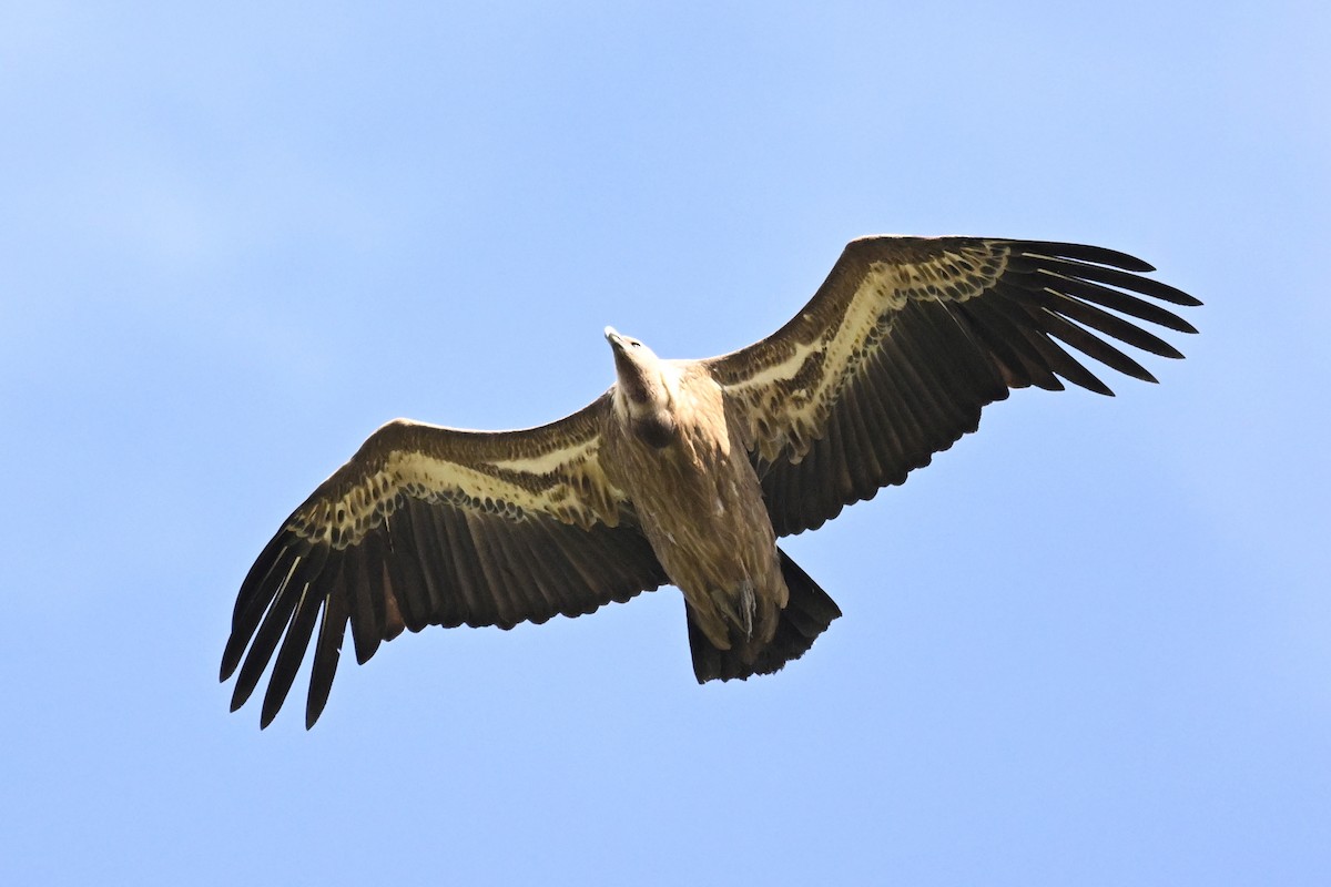 Eurasian Griffon - Anonymous