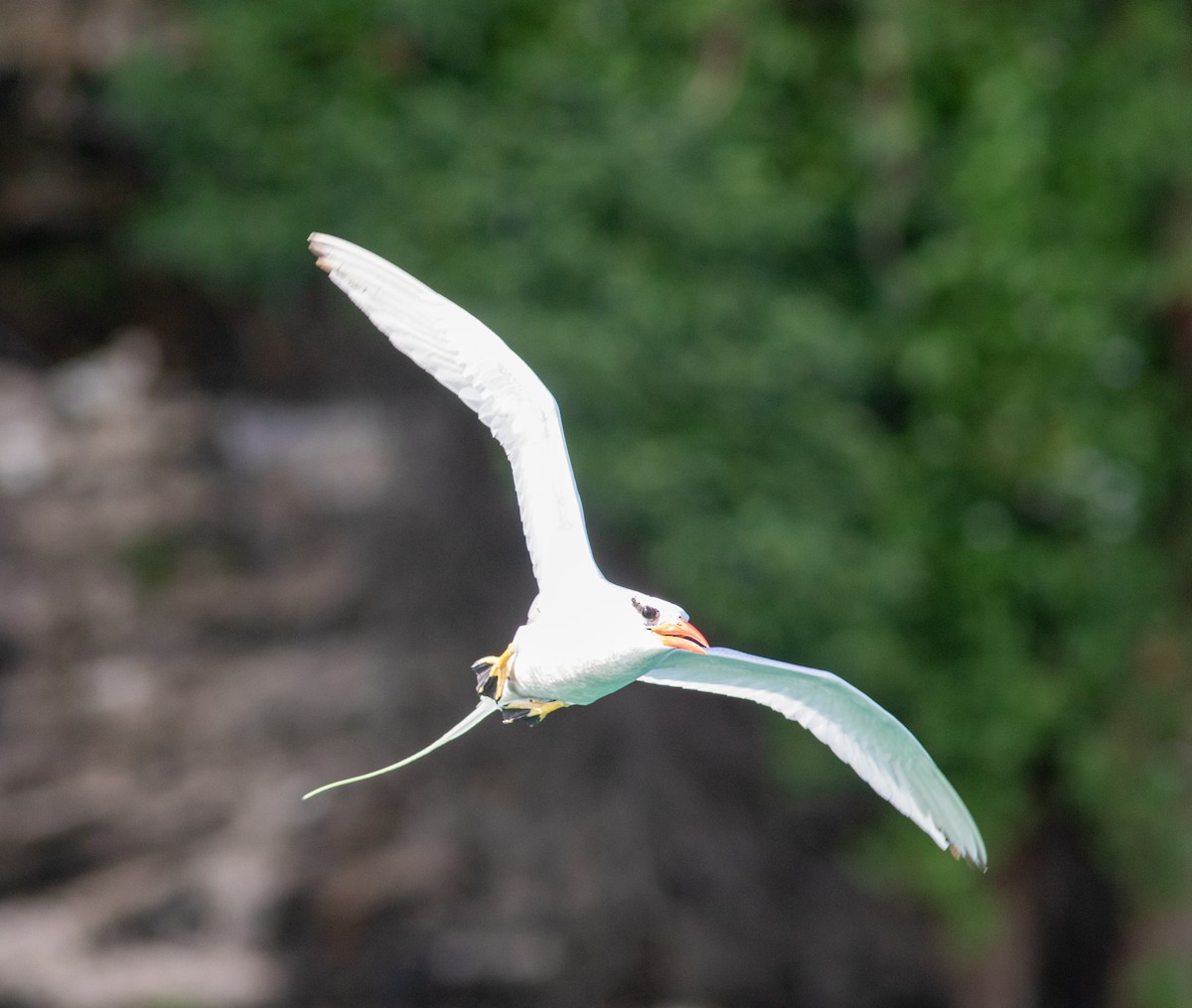 Red-billed Tropicbird - Euclides "Kilo" Campos