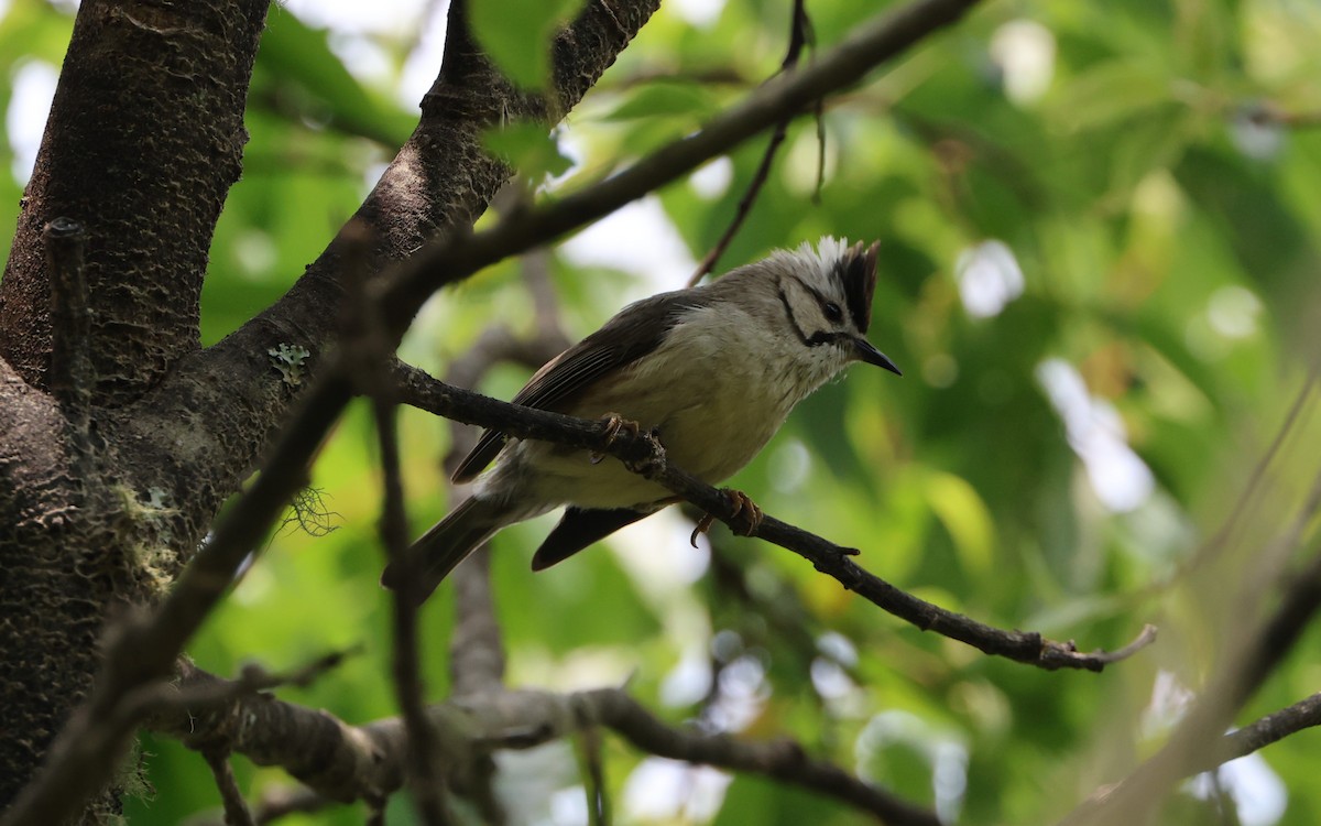 Taiwan Yuhina - Simon Pinder