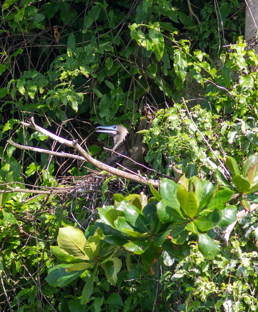 Red-footed Booby - Euclides "Kilo" Campos