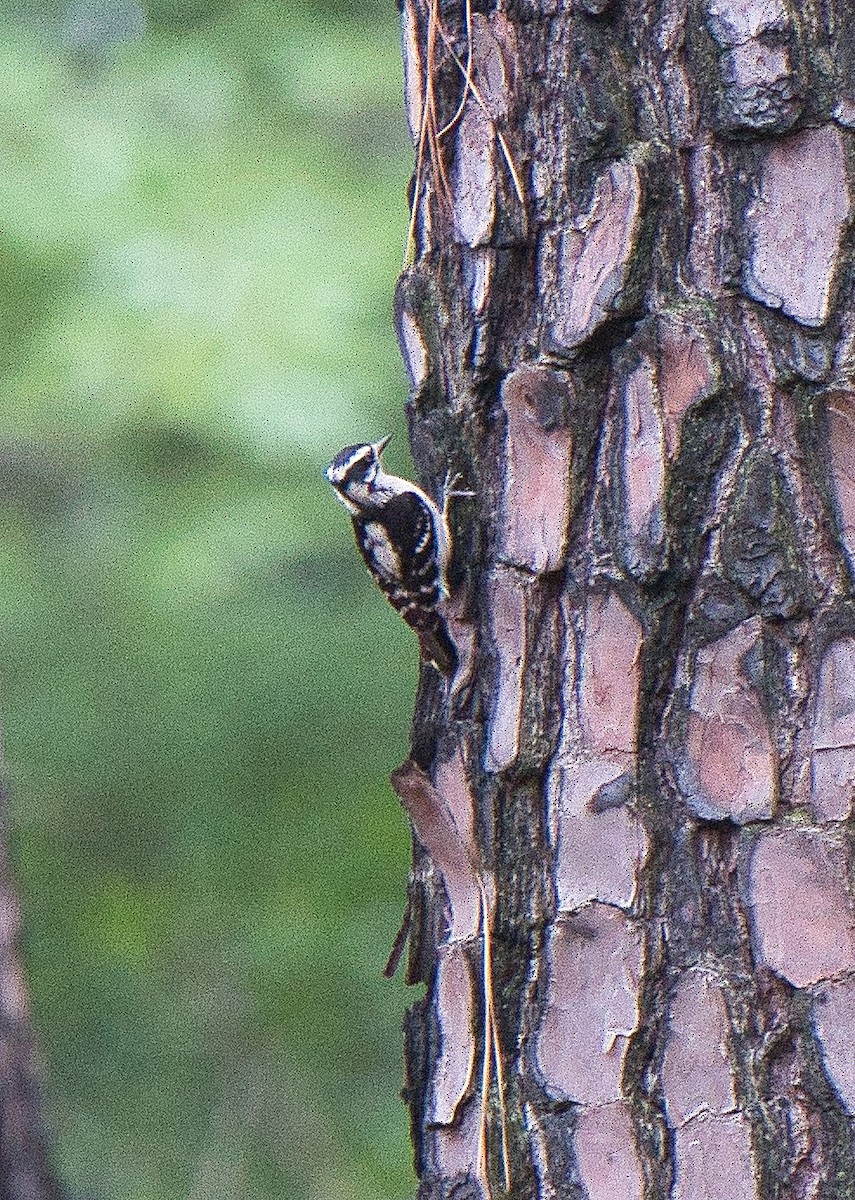 Downy Woodpecker - ML619612547