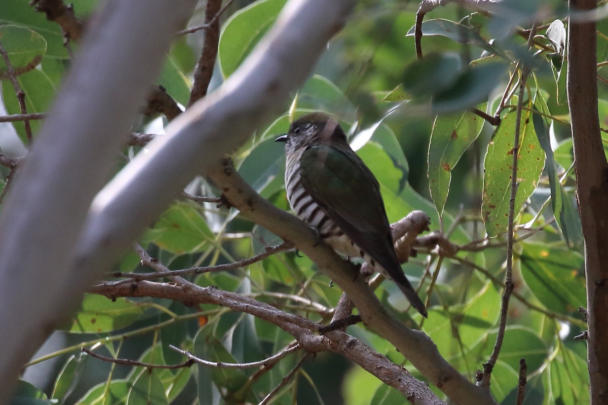 Shining Bronze-Cuckoo - Scott Eaton