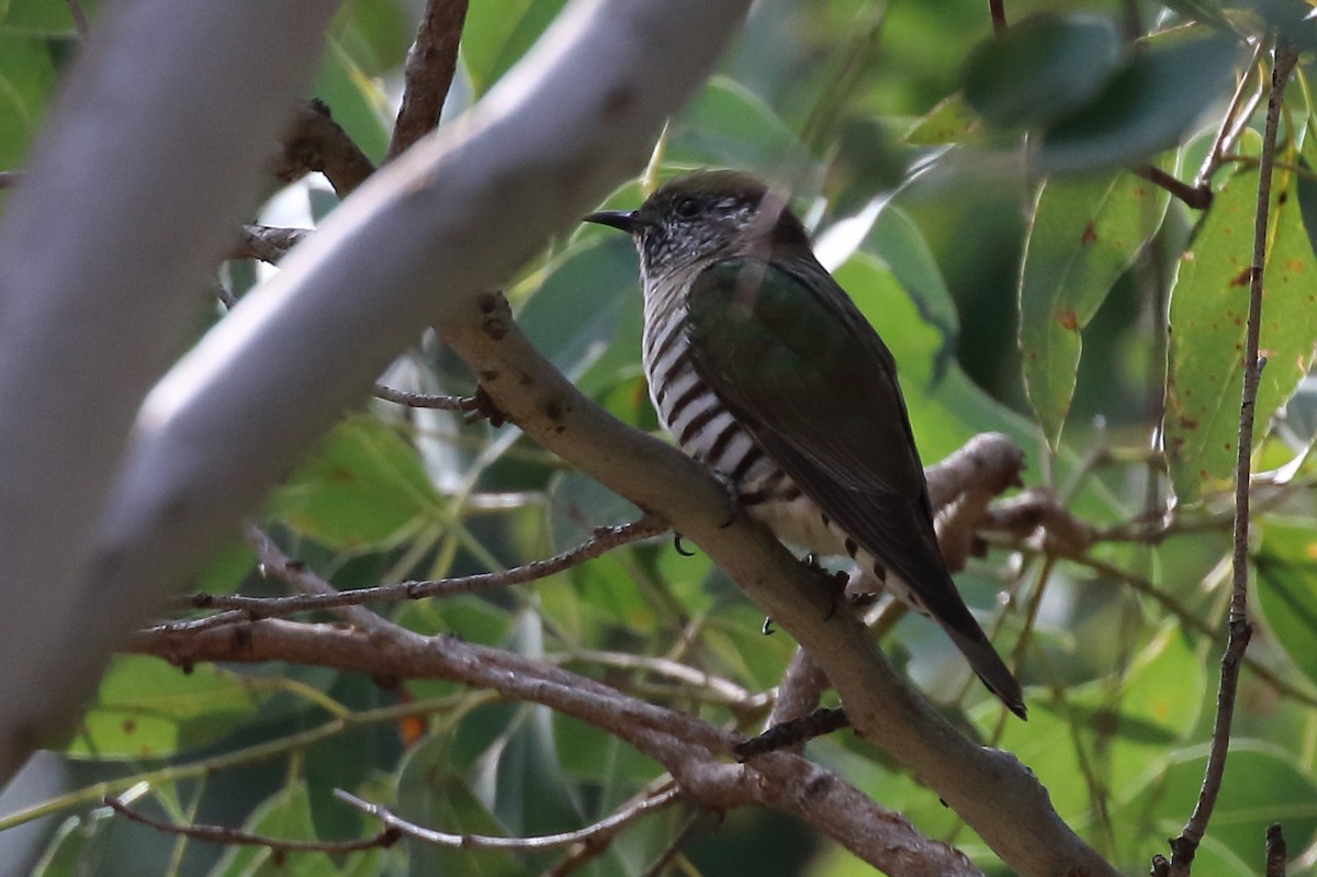 Shining Bronze-Cuckoo - Scott Eaton