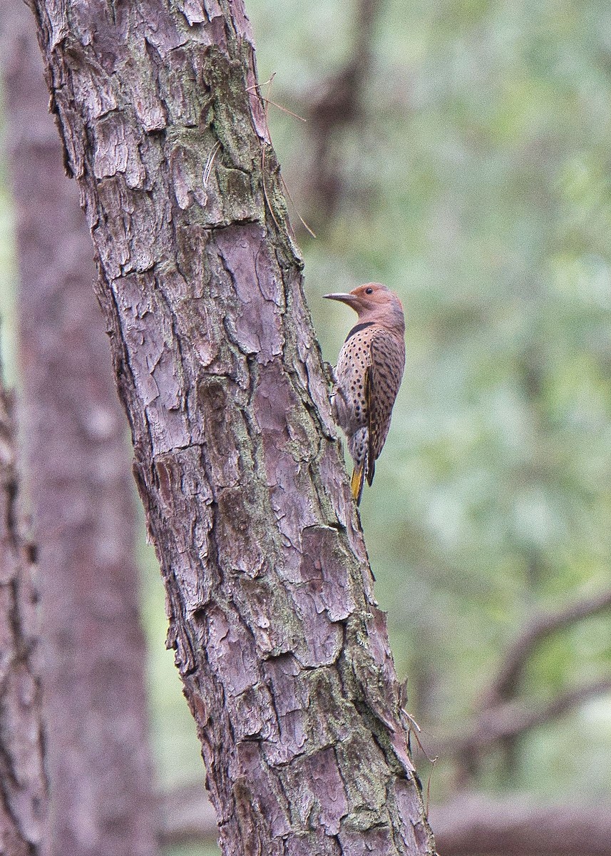 Northern Flicker - Susan Markham