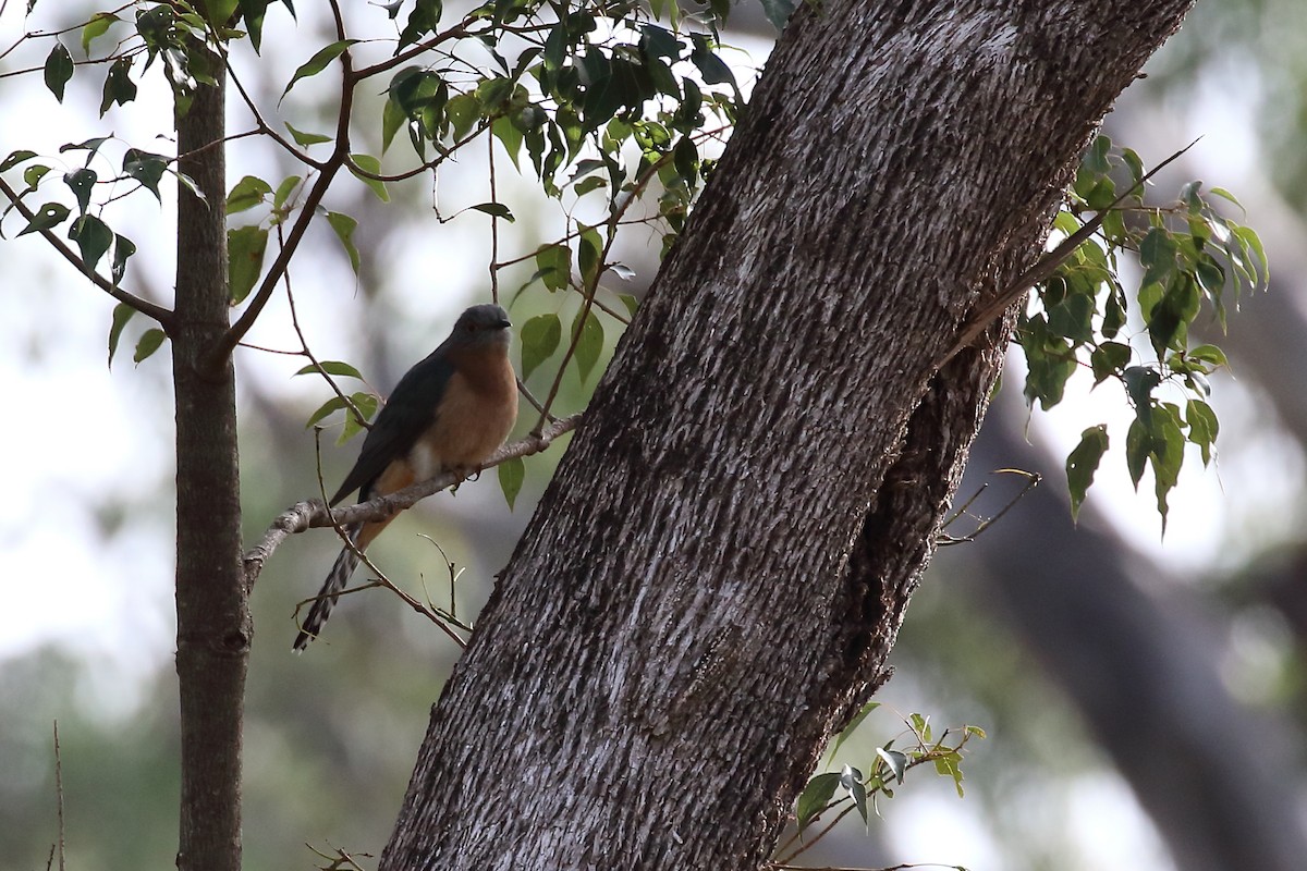 Fan-tailed Cuckoo - ML619612560