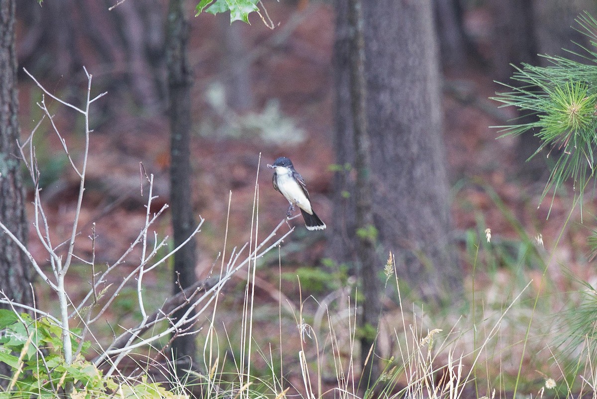 Eastern Kingbird - ML619612568