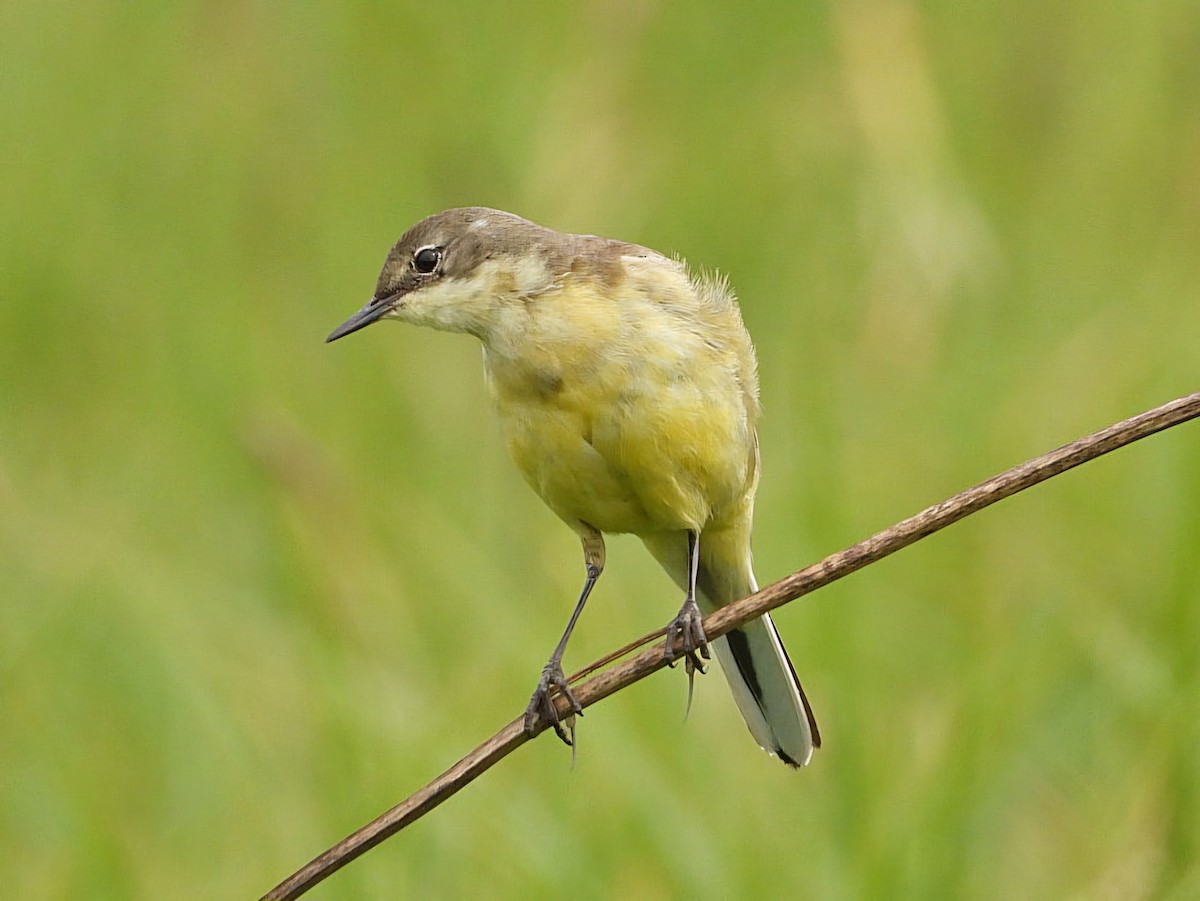 Western Yellow Wagtail - Ivan V