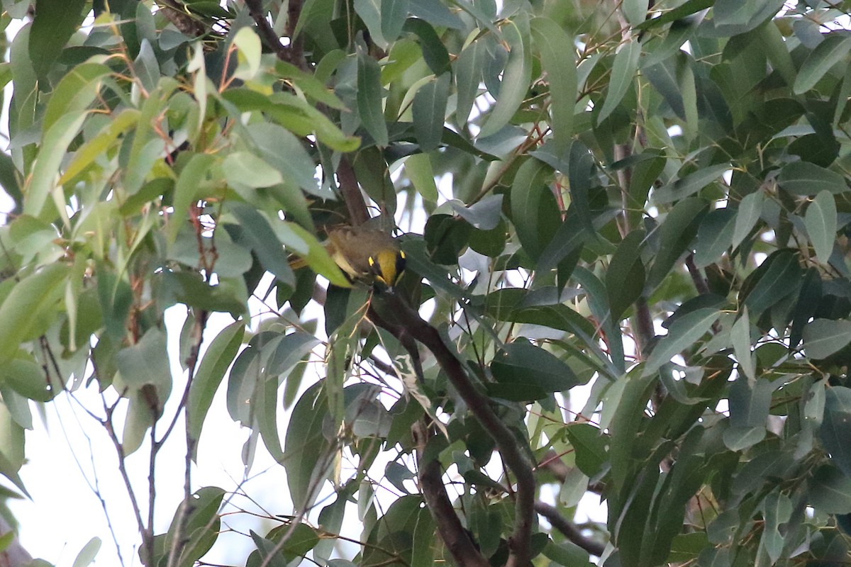 Yellow-tufted Honeyeater - ML619612595