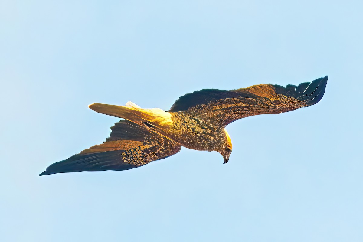 Whistling Kite - Alfons  Lawen