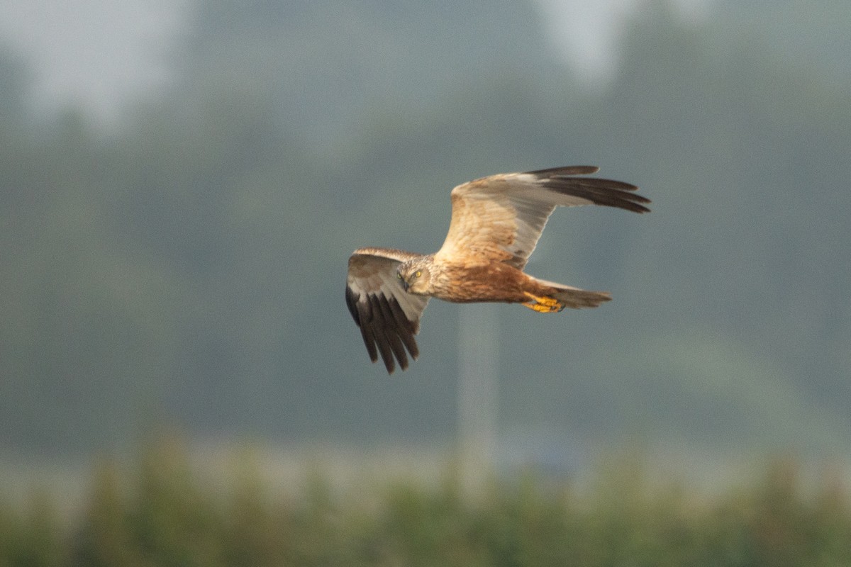 Western Marsh Harrier - Letty Roedolf Groenenboom