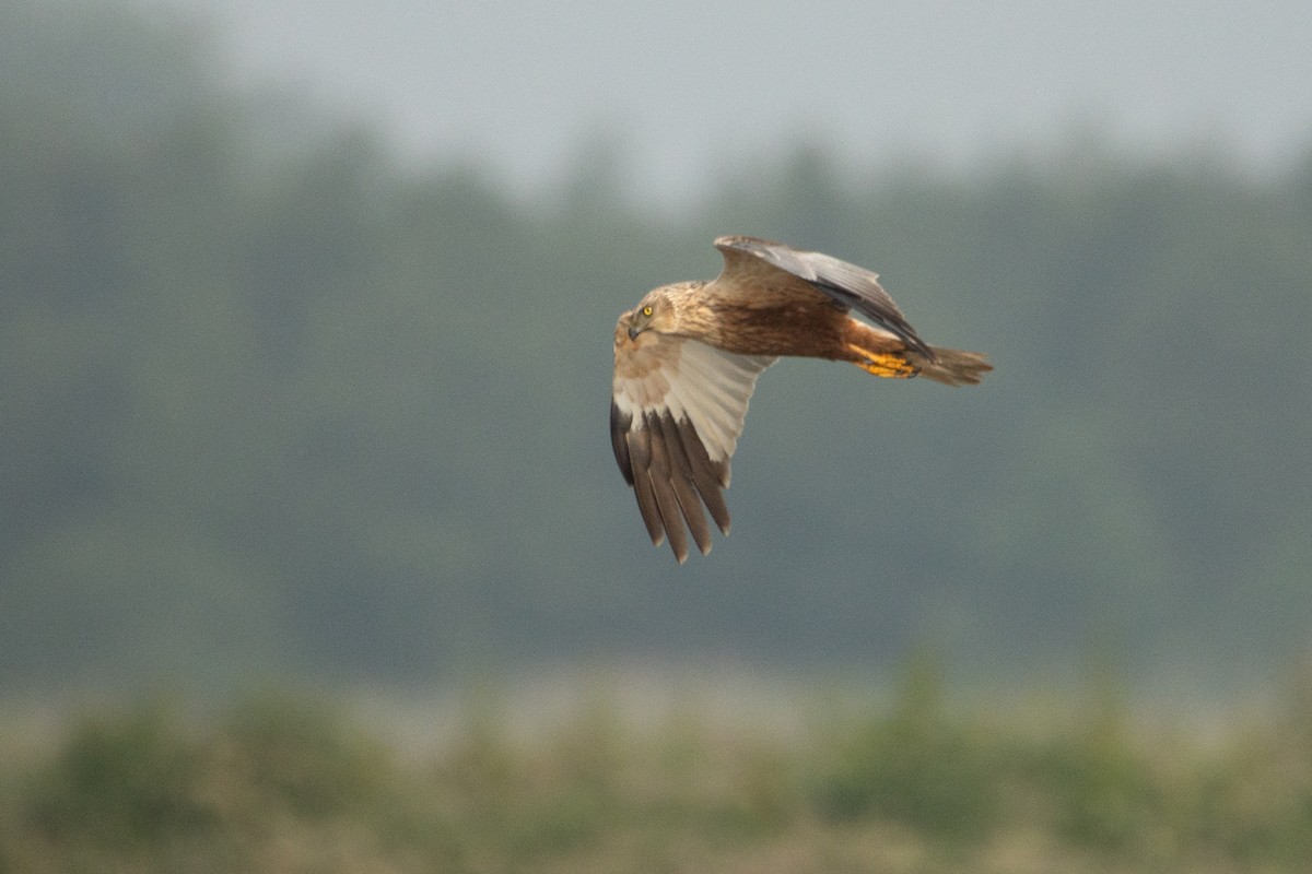 Western Marsh Harrier - Letty Roedolf Groenenboom