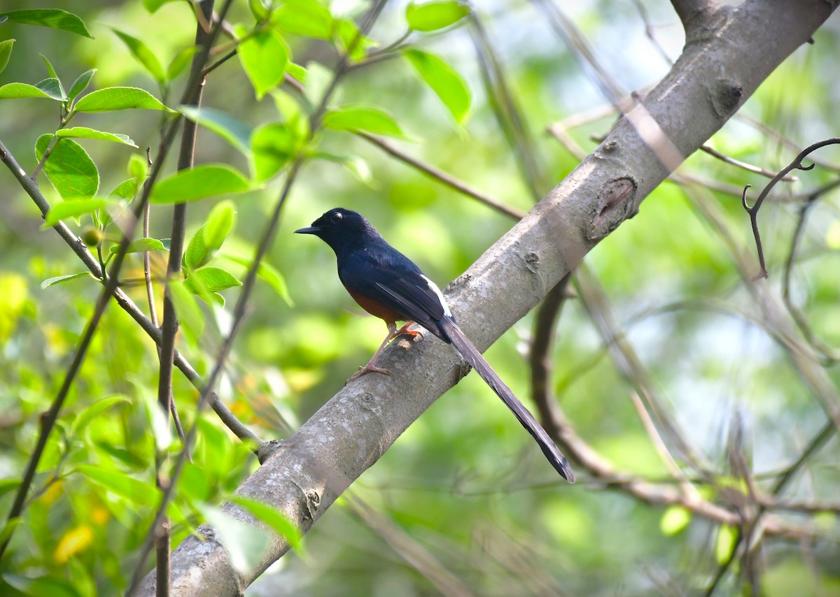 White-rumped Shama - sabyasachi jena