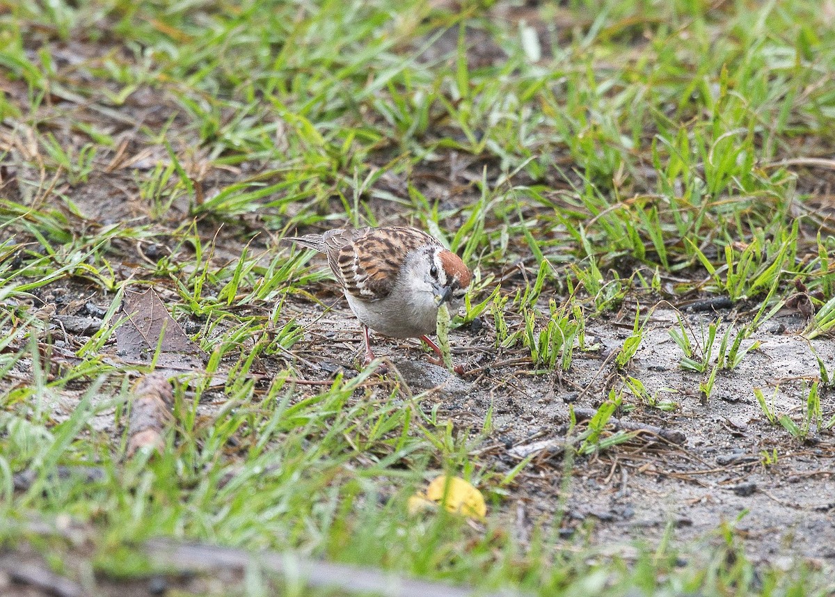 Chipping Sparrow - Susan Markham