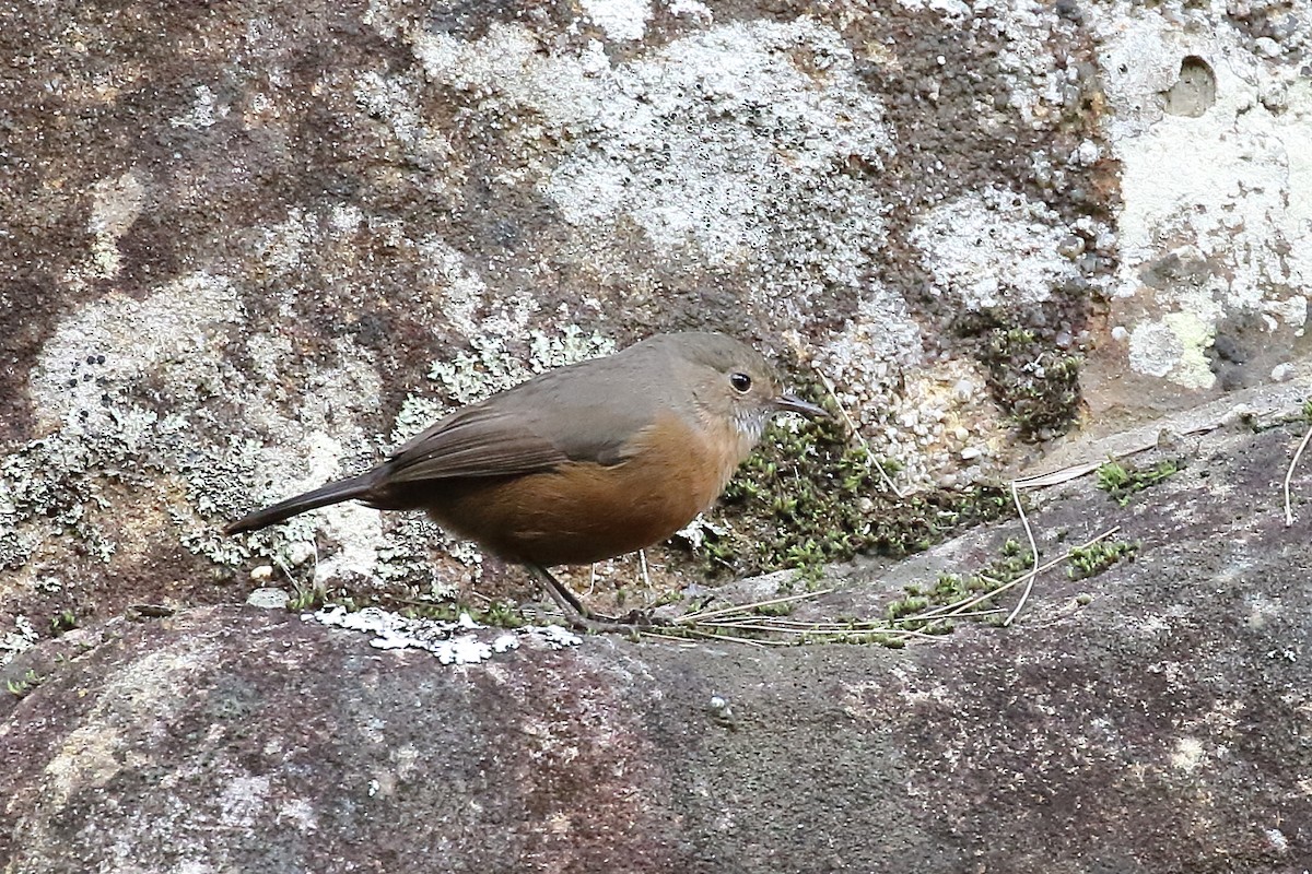 Rockwarbler - Scott Eaton