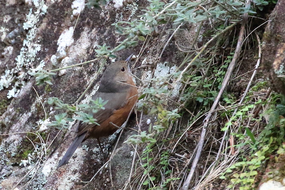 Rockwarbler - Scott Eaton